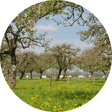 Boomgaard met appelbomen in de lente van Sjoerd van der Wal Fotografie