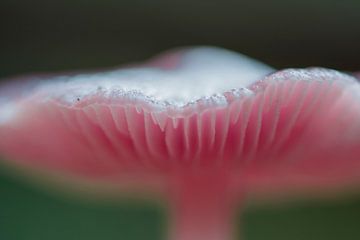 Macro opname van deze mooie pink lady in het Waterloopbos van Bianca Fortuin