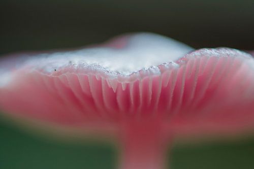 Macro opname van deze mooie pink lady in het Waterloopbos