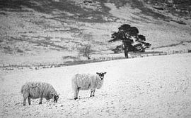 Sheep, snow, tree by Luis Boullosa
