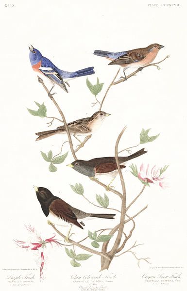 Lazuligors van Birds of America