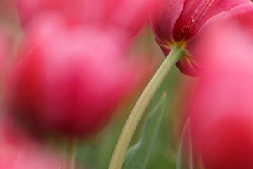 Red Tulips in bulb field by Eddy 't Jong