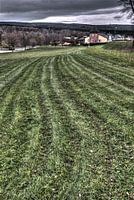 Green pasture
