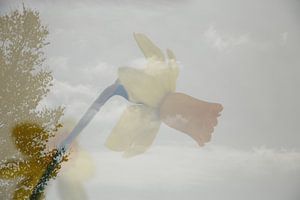 Narcis in de wolken