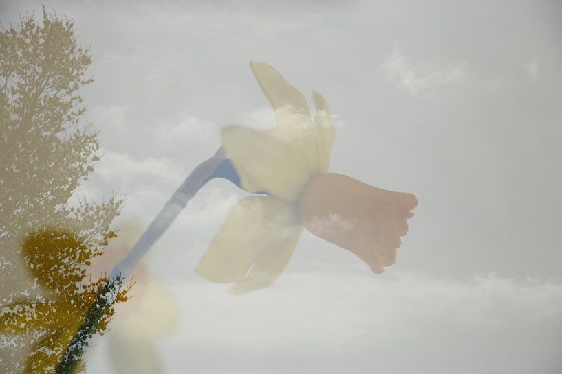 Narcissus in the clouds by Cora Unk