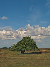 Boom op de heide van Roger Trelou