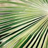 Palm in Ibiza | Macro- en Natuurfotografie van Diana van Neck Photography