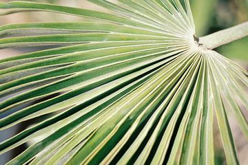 Palmier à Ibiza | Macro et Nature Photographie sur Diana van Neck Photography