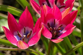 Dwarf tulip 'Little Beauty' by naturfotografie angela linnemann