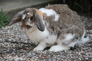Hangoor konijn