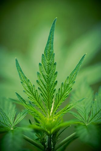 Blätter einer jungen Cannabispflanze