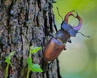 Der fliegende Hirsch