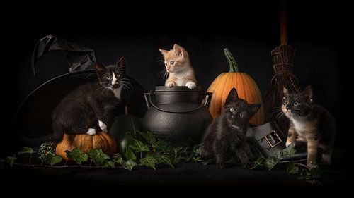 Les chatons de la sorcière