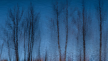 Reflectie van kale bomen.
