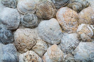 Old shells in natural shades of beach and sea by Lisette Rijkers