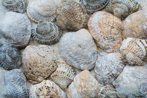 Oude schelpen in natuurtinten van strand en zee