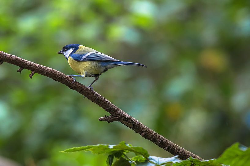 Pimpelmees par STEVEN VAN DER GEEST