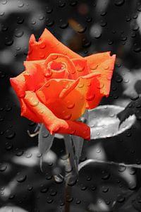 Roses magiques ck 383