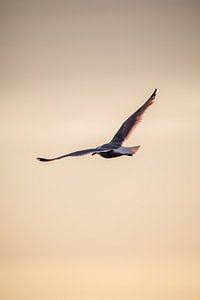 Möwe über der Ostsee