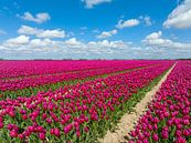 Tulpen in landbouwvelden in de lente van Sjoerd van der Wal Fotografie thumbnail