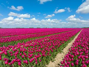 Tulpen in landbouwvelden in de lente van Sjoerd van der Wal Fotografie