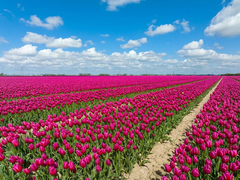 Tulpen in landbouwvelden in de lente van Sjoerd van der Wal Fotografie