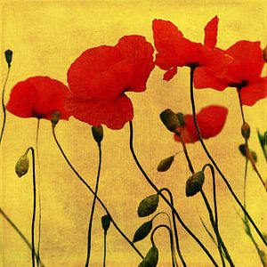 Mohnblumen vor goldenem Hintergrund