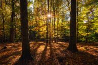 Autumn leaves in the forest by Niko Kersting thumbnail