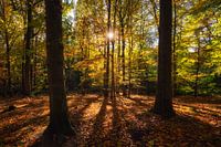 Autumn leaves in the forest