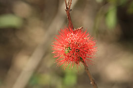 Rote Bürstenblume von Bärbel Severens