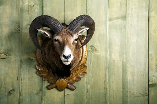 Mouflon