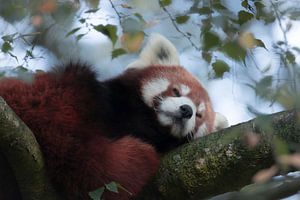 Panda rouge dormant sur Foto Studio Labie