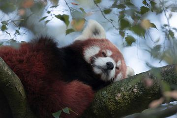 Red Panda sleeping van Lynlabiephotography