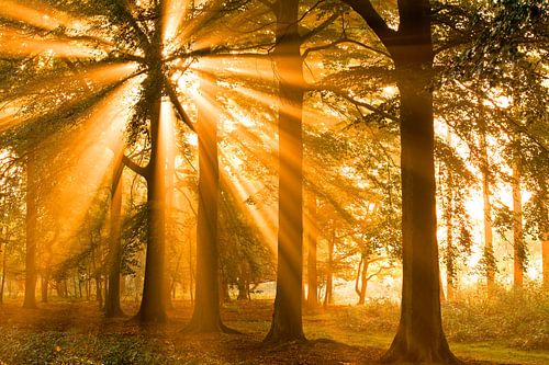 Solar-Harfen im Wald