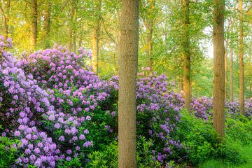 Rhododendrons in the woods | Utrechtse Heuvelrug by Sjaak den Breeje