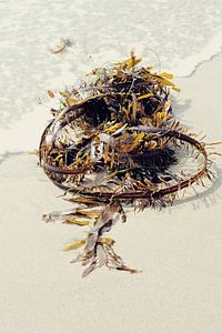 Los Angeles Seaweed van Marloes van Bijsterveld-Maat