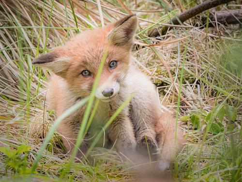 Le petit renard se lave