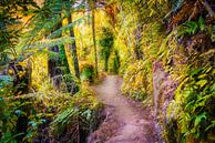 Wandelpad door het bos, Nieuw Zeeland van Rietje Bulthuis thumbnail