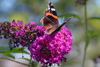 Vlinder op een bloem