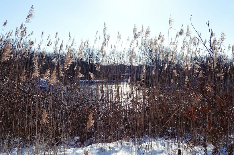 Winterschilf von Beachlines and colors SdK