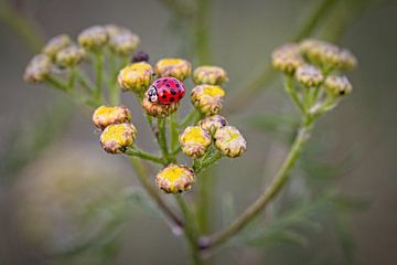 Coccinelle sur Rob Boon