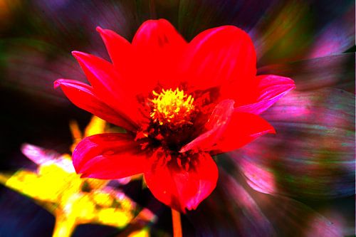 red, flowering dahlia, abstract, flower