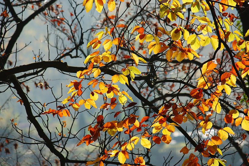 golden fall IX by Meleah Fotografie