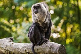 wanderer monkey by bryan van willigen