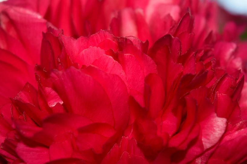 Nahaufnahme von rosa Blütenblättern einer Pfingstrose von Studio LE-gals
