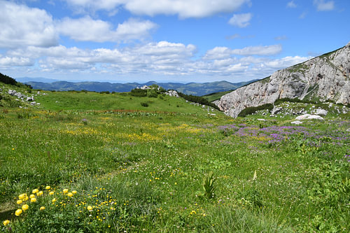 Mountain meadow in Kosovo 1