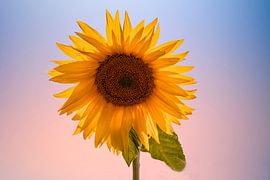 tournesol
