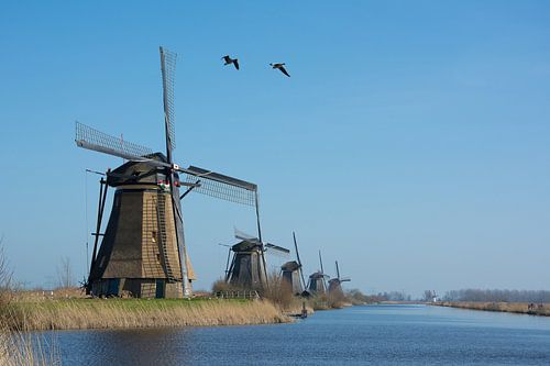 Kinderdijk moulins à vent avec des oies