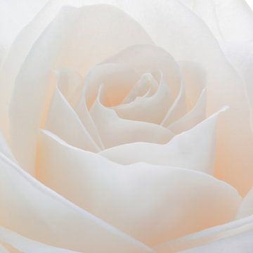 Witte roos in close-up van Emajeur Fotografie