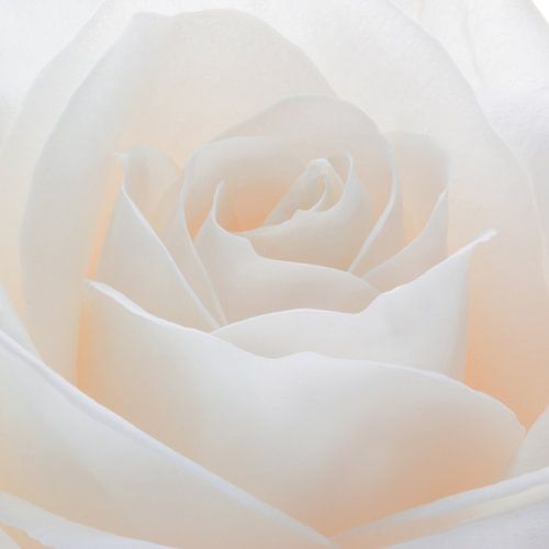 White rose in close-up